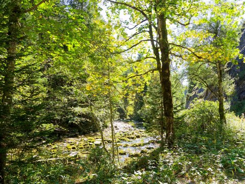 Wilde Natur rund um den Fluss Rote Valepp, flussabw&auml;rts von Spitzingsee, entlang der Valeppstra&szlig;e in Bayerischen Voralpen
