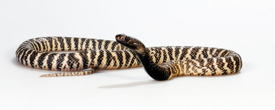 Western barred spitting cobra // Geb&auml;nderte Speikobra (Naja nigricincta) 