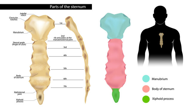 Human Sternum Anatomy Medical Illustration. Anatomy of the Sternum With Rib Articulations. Localization