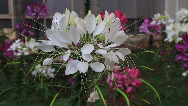 White spider flower, Cleome, in the garden.