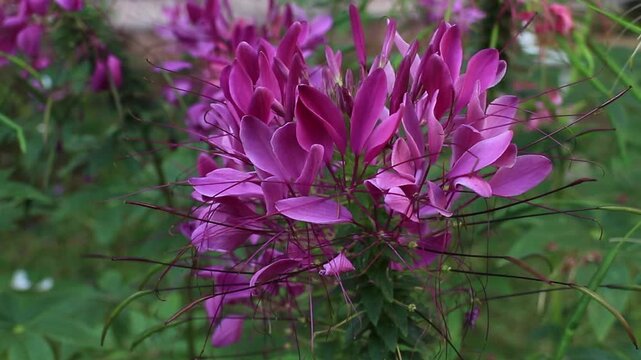 Spider flower, Cleome, in the garden.