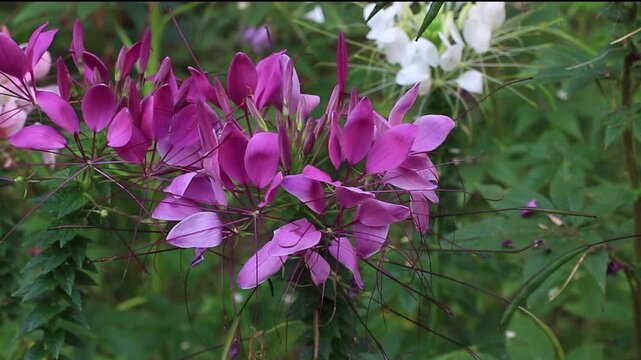 Spider flower, Cleome, in the garden.