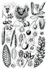 Vintage hand drawn botanical illustration set of various seeds fruits nuts and cones