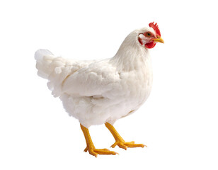 White hen standing, farm poultry animal with red comb