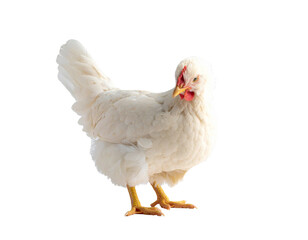 White hen standing, farm poultry animal with red comb