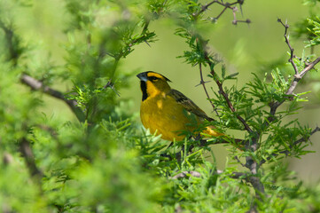 Yellow Cardinal in Calden Forest environment, Endangered species in La Pampa, Argentina
