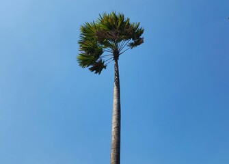 The King Palm tree is known by the Latin name Roystonea Regia, the palm tree is a type of ornamental plant as well as a shade plant to minimize air pollution which can live in various areas.