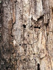 Obraz premium Texture of rotten wood. Surface of rotten wood