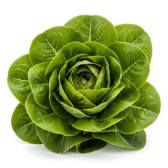 Obraz premium A green lettuce plant on a white background isolated on white background