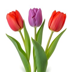Obraz premium A bouquet of tulips in red and purple hues isolated on white background