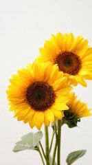 Obraz premium Beautiful sunflowers against a plain background capturing bright colors and natural beauty
