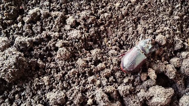 Female rhinoceros beetle burrowing into dark soil, Oryctes rhinoceros digging in natural habitat, coconut pest insect hiding underground, macro view of beetle behavior.