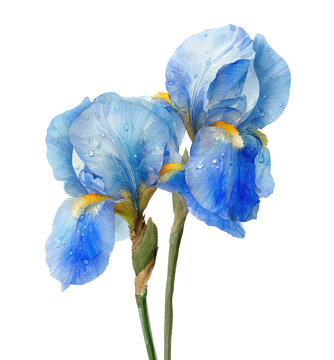 Watercolor painting of two vibrant blue iris flowers with water droplets, against black
