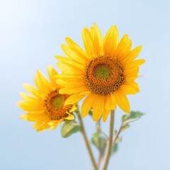 Obraz premium Close up of vibrant sunflowers against a soft blue background