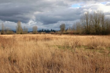 Fototapeta premium Vast meadow landscape under cloudy sky featuring dry grass and sparse trees