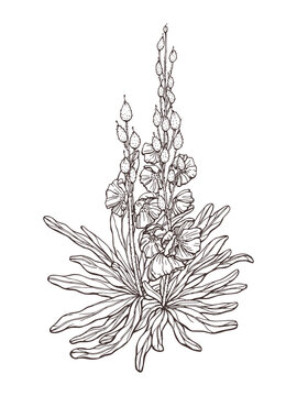 Mullein wildflower sketch. Outlines hand drawn in ink on the paper. Black and white drawing. Converted to vector. Isolated image of wildflower. Not AI generated.
