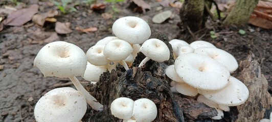 Cluster of white mushrooms with rounded caps and slender stems growing on decaying wood in forest soil. Natural fungi scene for food,ecology, biology, nature, and environment concepts. Lentinus