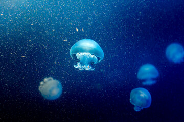 Bright luminescent Jellyfish swimming around in deep dark blue water surrounded by plankton with a bright sun above seeping through © STJMEDIA