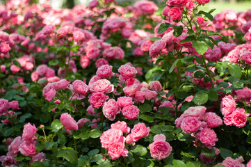 Blooming roses in the garden. A garden with pink flowers.