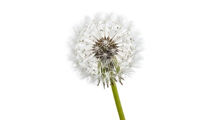 A close-up of a dandelion flower on a white background isolated on white background