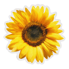 Close-up of a vibrant sunflower, cut out against black, showing petals and center