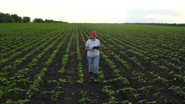 Agriculture, Woman in jeans and boots surveys crop rows using electronic equipment, Wide lush farmland landscape with a person recording plant data tablet, Agricultural worker observes plant growth in