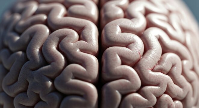 Close-up of a human brain.
