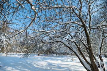 Fototapeta premium Upward perspective through snowcoated branches into crisp blue sky, arched limbs form cathedrallike structure with expansive airy feeling and cinematic winter aesthetic