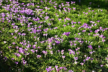 Crocus tommasinianus&nbsp;au&nbsp;jardin&nbsp;en&nbsp;hiver