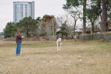 Obraz premium Person in casual clothes with a dog in an open park, daytime scene, city skyline in the distance, a calm outdoor moment today.