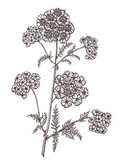 Yarrow wildflower sketch. Outlines hand drawn in ink on the paper. Black and white drawing branch with flowers of wild plant Achillea. Converted to vector. Isolated imageю Not AI generated. © Ekonst