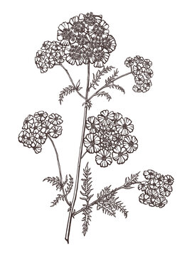 Yarrow wildflower sketch. Outlines hand drawn in ink on the paper. Black and white drawing branch with flowers of wild plant Achillea. Converted to vector. Isolated imageю Not AI generated.