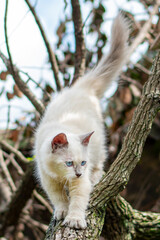 Himalayan cat, white cat on wood, blue eyed cat
