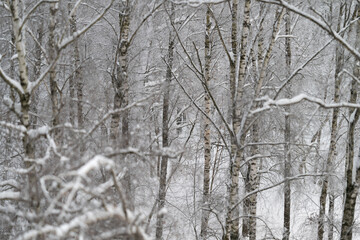 Fototapeta premium Minimal birch grove background in snow, soft neutral palette and gentle negative space, subtle foreground twig blur for modern seasonal layouts and calm visual templates