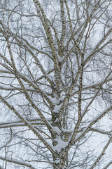 Obraz premium Closeup of snowcovered tree bark, Close examination of snowcapped birch tree exterior surface, An intricate view focusing on snowladen bark of birch tree during winter