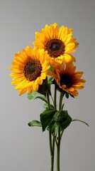 Naklejka premium Vibrant sunflowers against a soft background