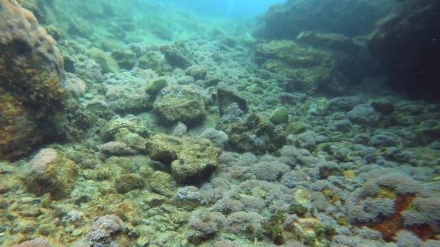 underwater swimming diving view to blurry water visibility of mix of salt and fresh water look out to Goniopora Animalia Cnidaria Anthozoa Hexacorallia abundant of coral at the bottom of seabed day