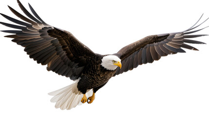 Obraz premium eagles png