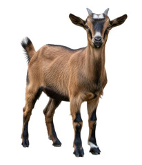 Fototapeta premium Young Brown Goat Standing Isolated on Transparent Background Cutout PNG, High Detail 3D Render