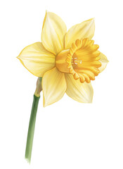 Obraz premium Yellow narcissus flower watercolor illustration on white background for plant botany artwork or spring greeting card.