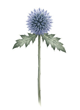 Blue thistle flower botanical watercolor illustration. Hand-drawn plant art for nature study, herbal medicine, greeting card.