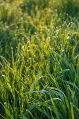 Obraz premium Closeup of fresh green grass with sparkling dew drops in warm sunrise light and soft bokeh. Natural spring background, morning freshness and eco concept.