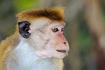 Obraz premium Portrait of a non-big monkey
