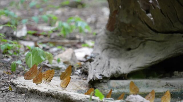 Enispe euthymius euthymius Beautifully colored butterflies feed on mineral salts on the rocks on the ground.