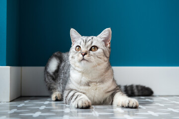 Beautiful little white-gray Scottish straight kitten lying on the floor at home