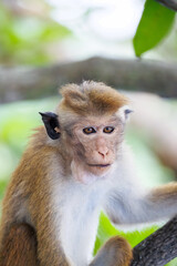 Portrait of a non-big monkey