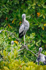 Fototapeta premium vulture on the tree
