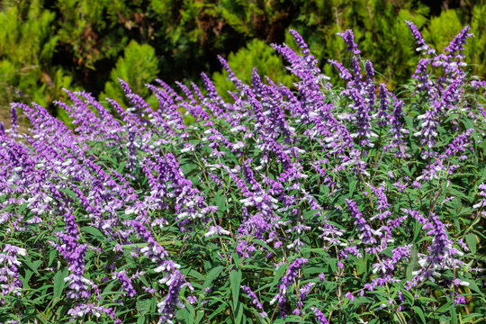 Beautiful Salvia leucantha flowers blooming in the autumn garden.