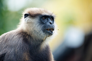 Obraz premium portrait of a large black monkey