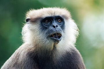 Obraz premium portrait of a large black monkey